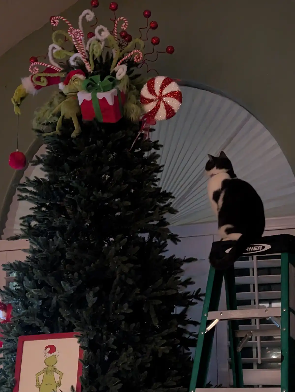 A black and white cat sits atop a green step ladder, looking up at a decorated Christmas tree topped with a Grinch plush…