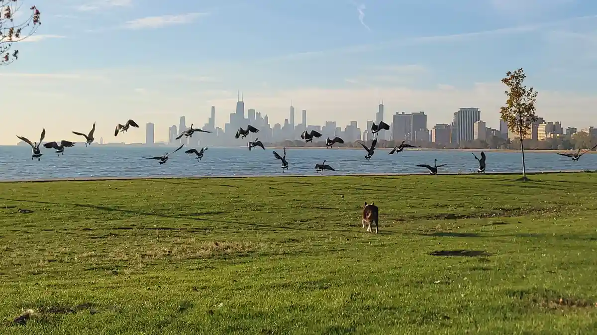 A dog runs across a grassy field toward a flock of geese flying away over water, with a city skyline visible in the…