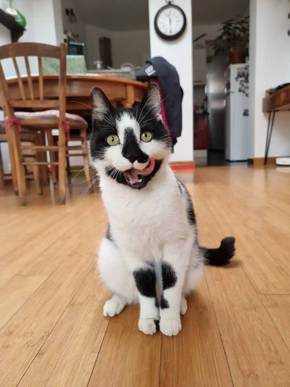 A black and white cat sits on a wooden floor in a home, looking directly at the camera with its mouth open and tongue…