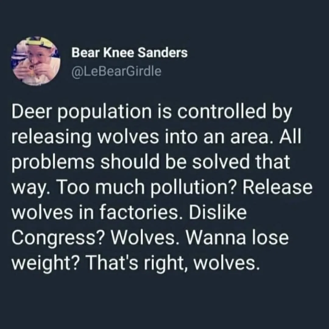 A screenshot of a tweet from 'Bear Knee Sanders' (@LeBearGirdle) with a dark background and white text. The text humorously…