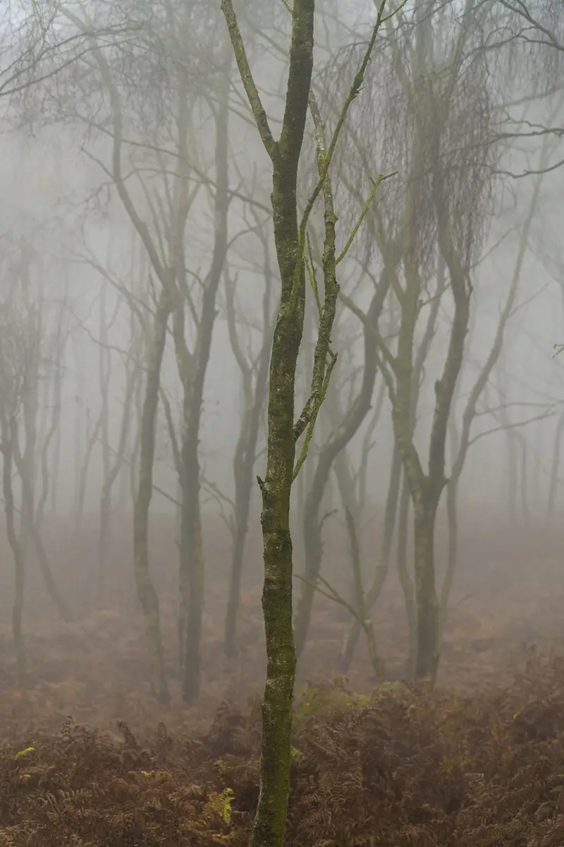 A misty forest scene with bare, slender tree trunks rising from brown fern-covered ground, overlaid with the text 'i'm not a…
