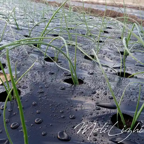 A close-up photo of green onion plants growing through holes in a black plastic mulch sheet, covered in water droplets. The…