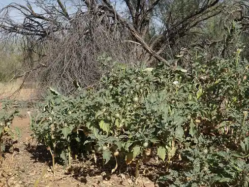 The image shows a dense green bush with spiky, round fruits and white trumpet-shaped flowers, set against a backdrop of a…