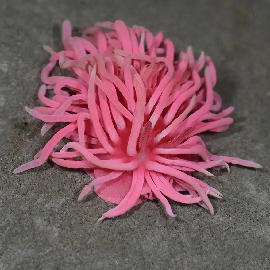 a vibrant pink sea slug with numerous long, thin, noodle-like appendages rests on a gray sandy ocean floor. The creature's…