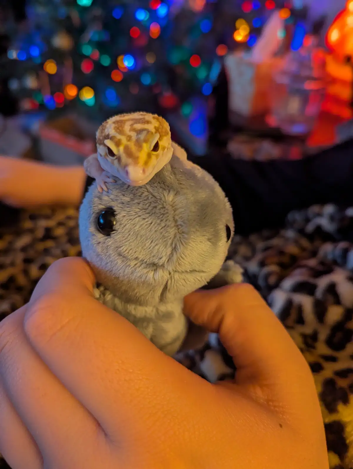 Celebrating the Joy of Christmas