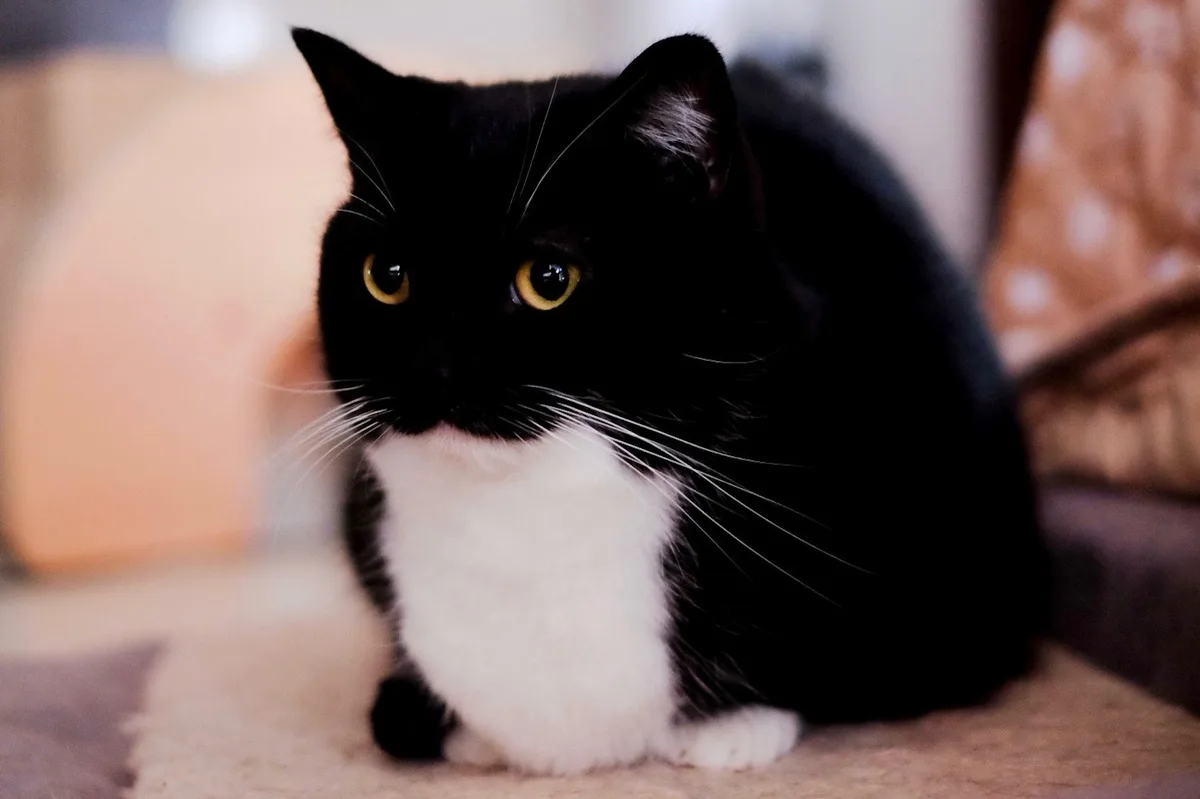 A black and white cat with yellow eyes sits on a carpeted floor, looking directly at the camera with a serious expression…