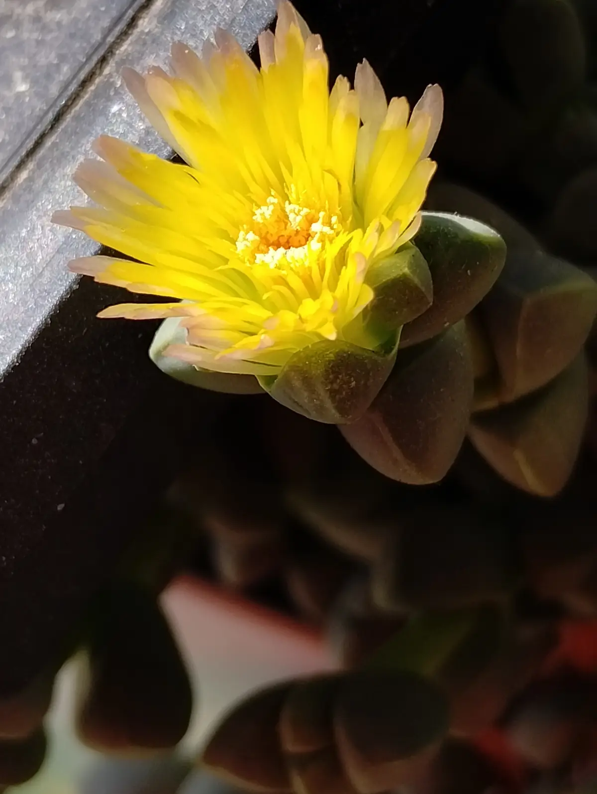 A close-up photo shows a bright yellow flower with thin petals blooming from a green succulent plant, which has thick…