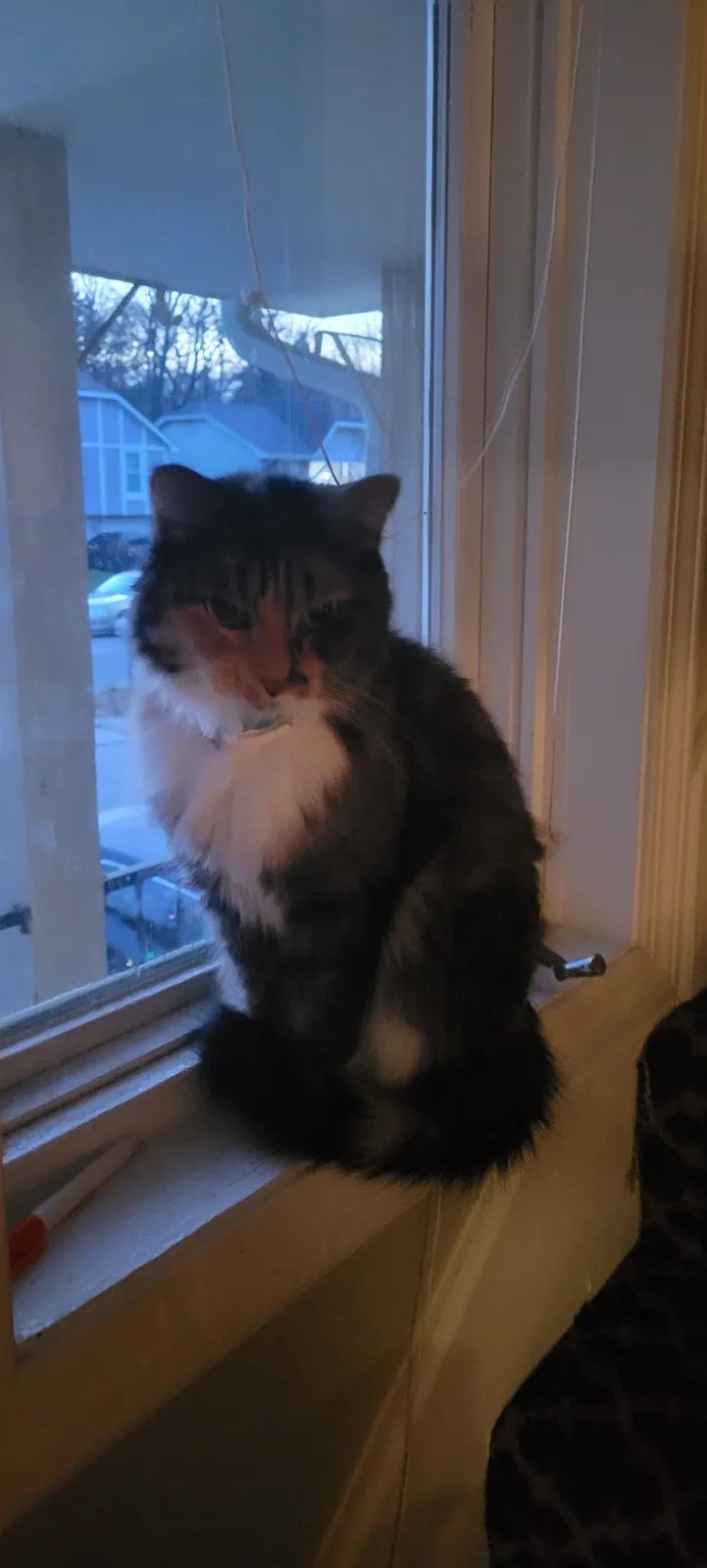 A fluffy, long-haired cat with dark and white fur sits on a windowsill looking out, its expression appearing bored or…