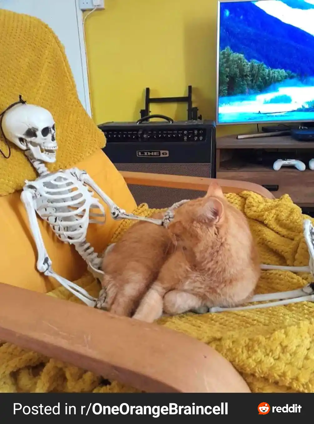 Any lap is a good lap for a cuddle