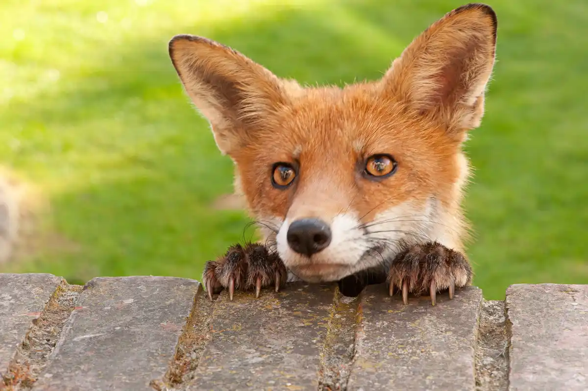 A close-up photo shows a red fox peeking over a weathered stone wall, its front paws resting on the top with visible claws…