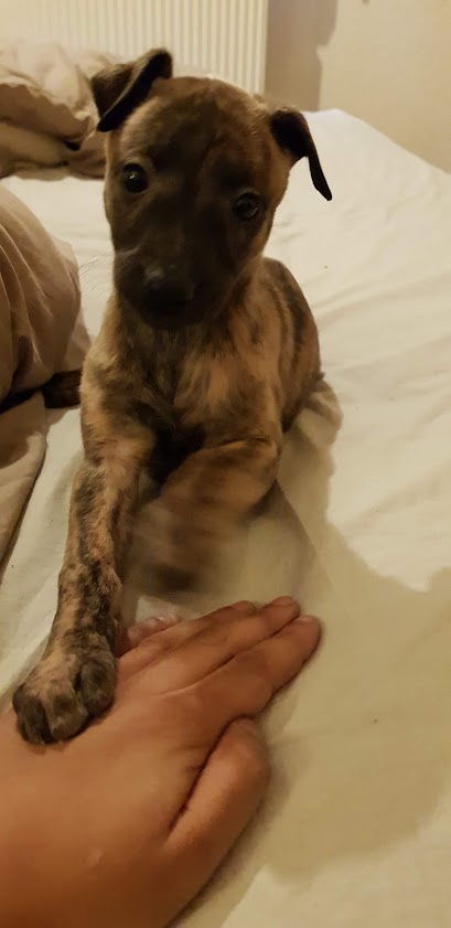A brindle puppy with large dark eyes sits on a white bed, one paw resting on a human hand. The puppy looks directly at the…