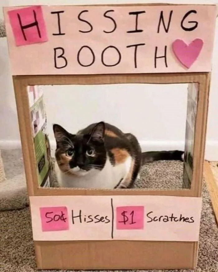 Purrfect Cat Memes to Brighten Your Day
