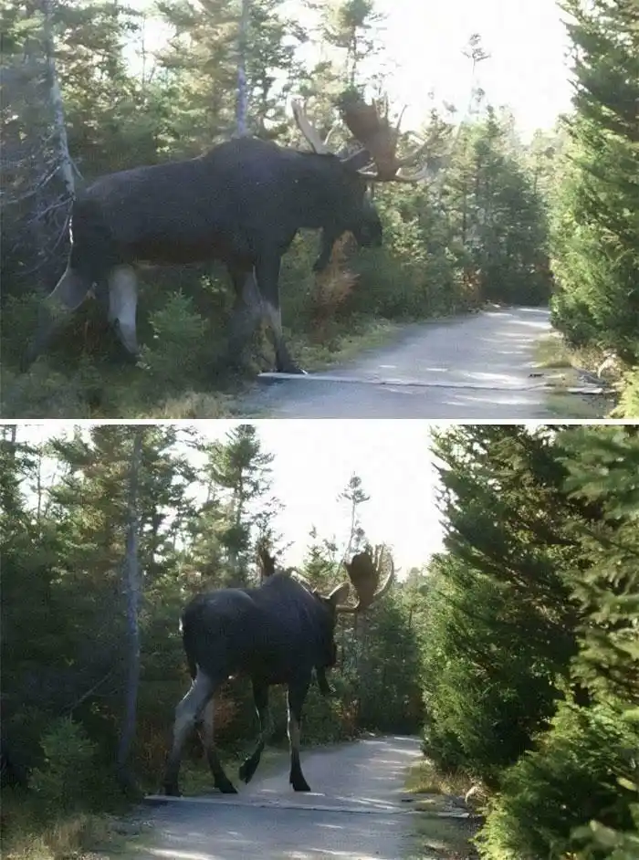 Two photos show a large moose standing on a paved road in a forest. In the top image, the moose is facing right, partially…