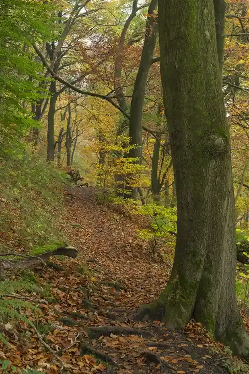 A winding forest path covered in fallen autumn leaves, flanked by mossy trees with green and yellow foliage. The text…