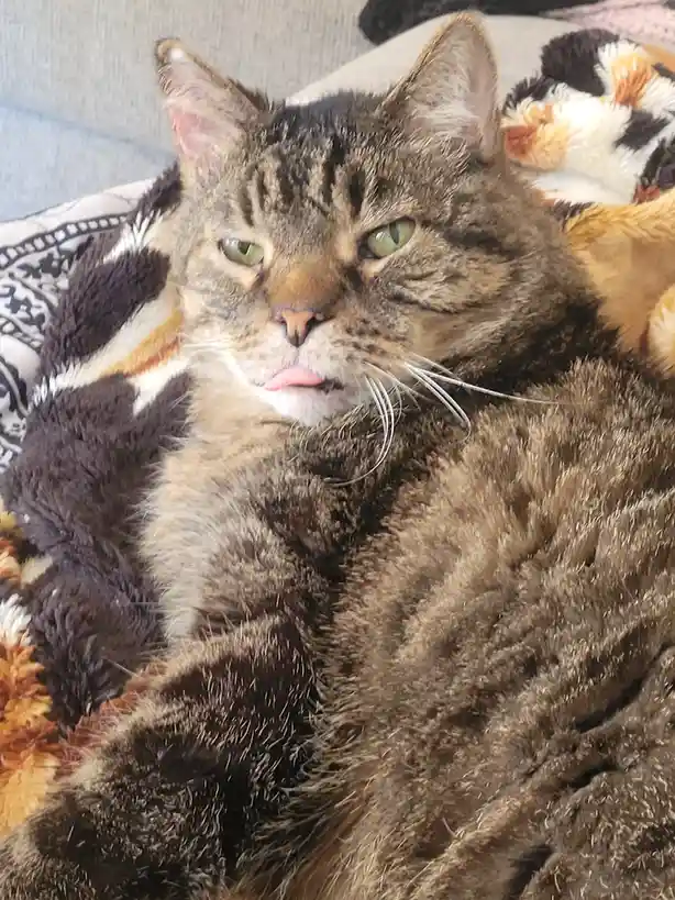 Mister: The Ultimate Good Boy