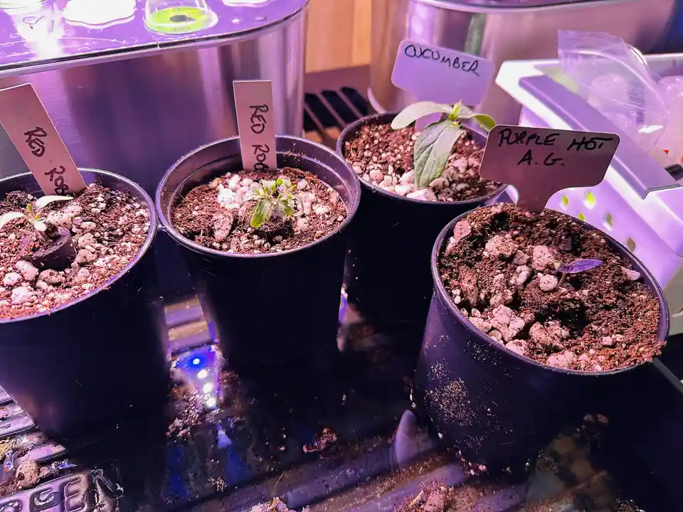 Outgrowing the First Aerogarden: Time to Move to Coco