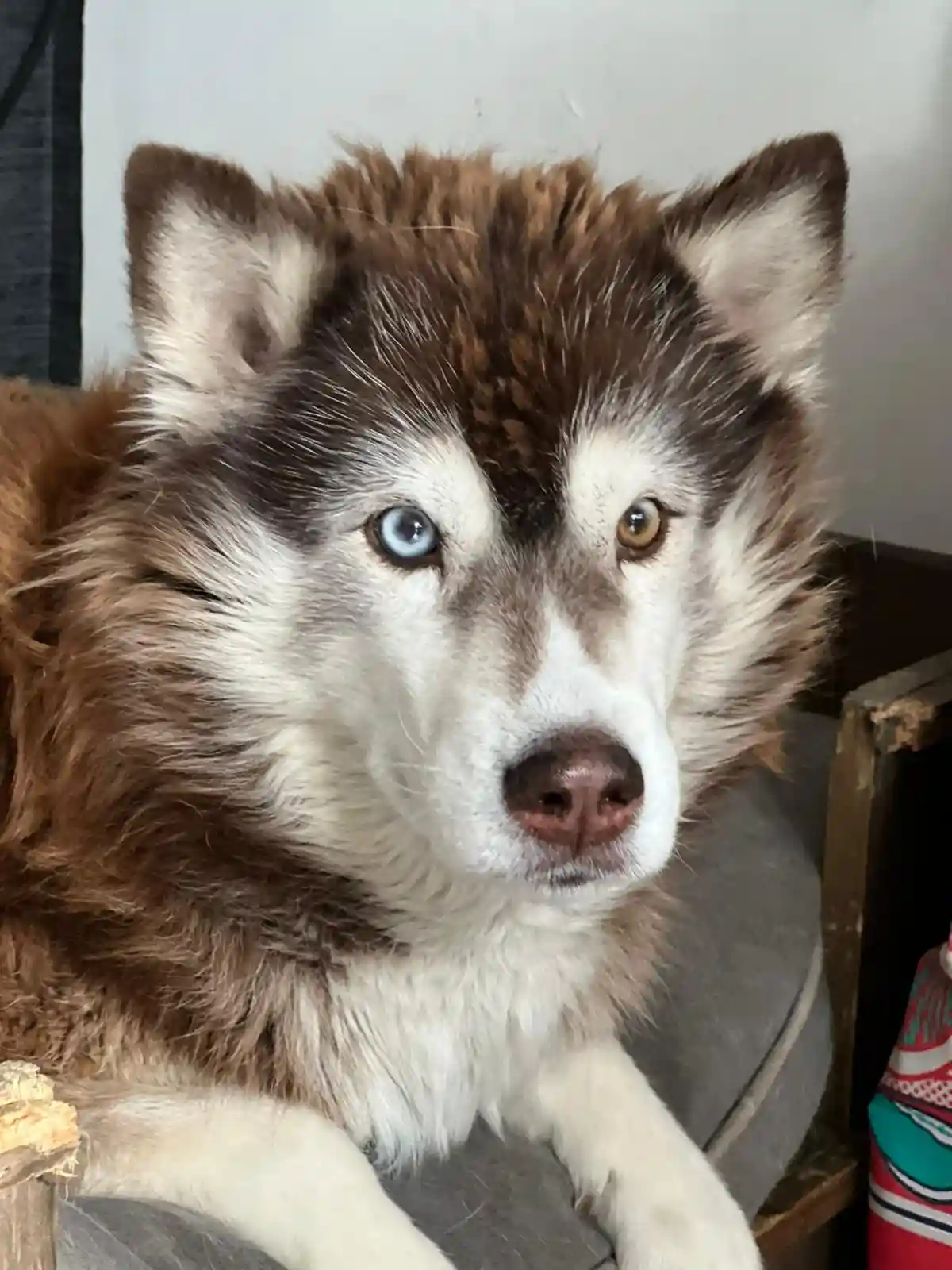 A close-up photo of a fluffy dog with heterochromia (one blue eye and one brown eye), lying on a gray surface. The dog has…