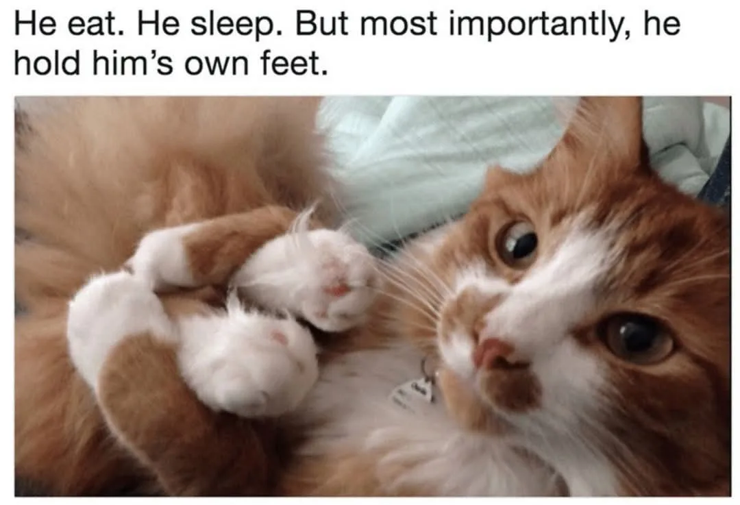 A fluffy orange and white cat lies on its back, looking up at the camera with wide eyes, while holding its own front paws up…