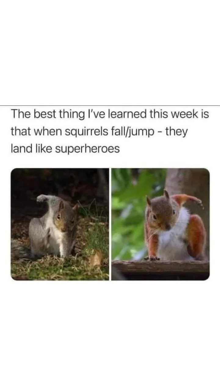 Two side-by-side photos show squirrels landing on their feet with their tails arched over their backs, mimicking superhero…