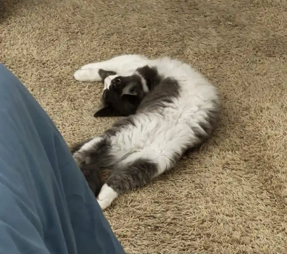 A fluffy black and white cat is lying on its back on a beige carpet, looking up with its paws up, next to a person's blue…
