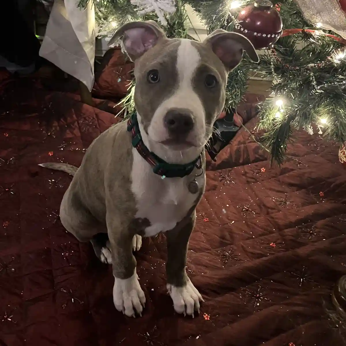 Wishing You a Merry Christmas!