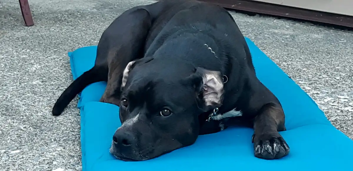 A black dog with white markings on its muzzle and ears lies on a bright blue dog bed outdoors on a speckled gray surface…
