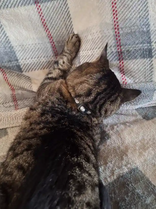 A tabby cat with a black collar lies on its back on a plaid blanket, one paw raised, appearing to be sleeping or resting…