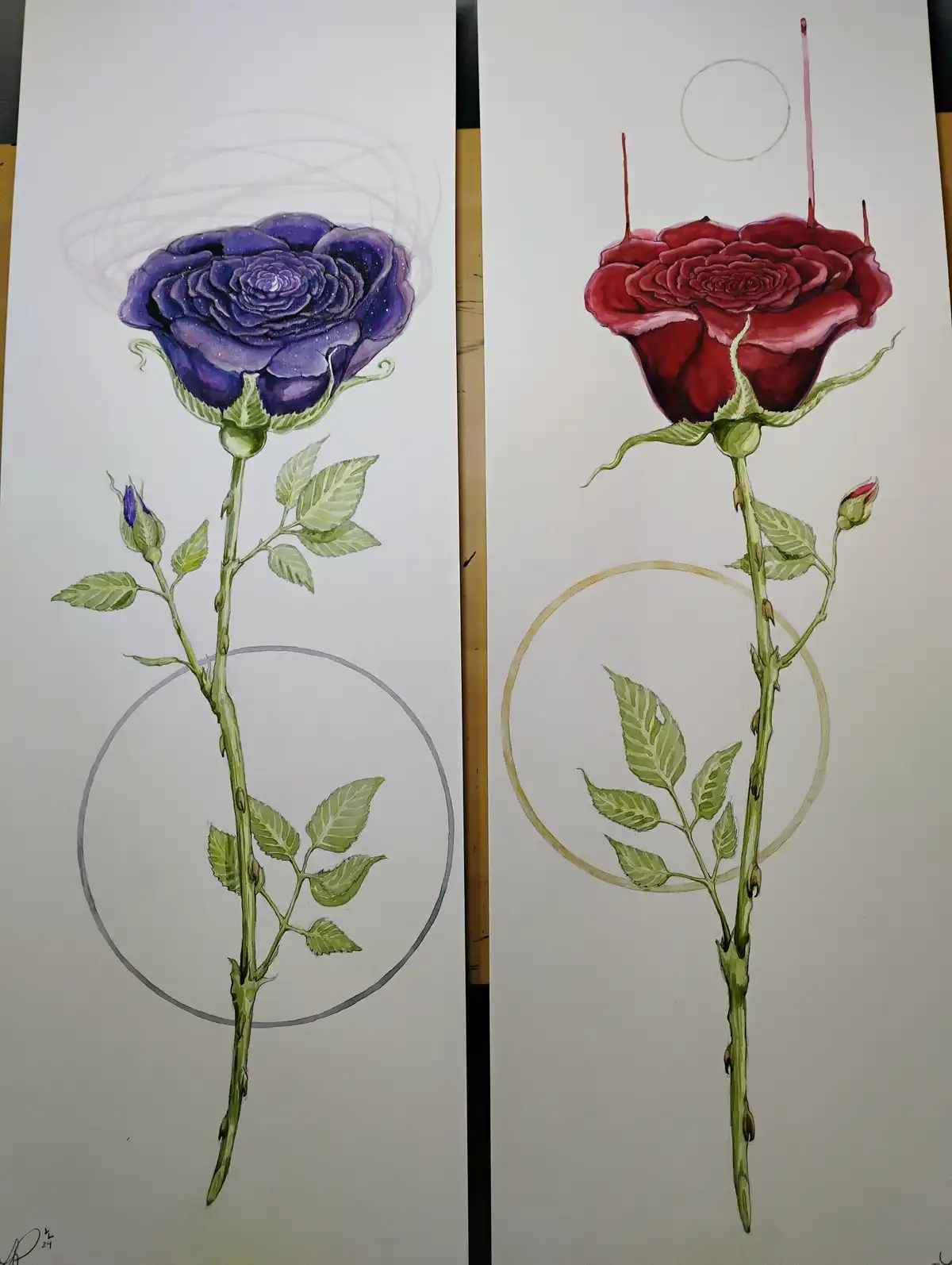 Two watercolor rose drawings side by side: the left shows a purple rose with faint pencil sketch lines and a gray circle…