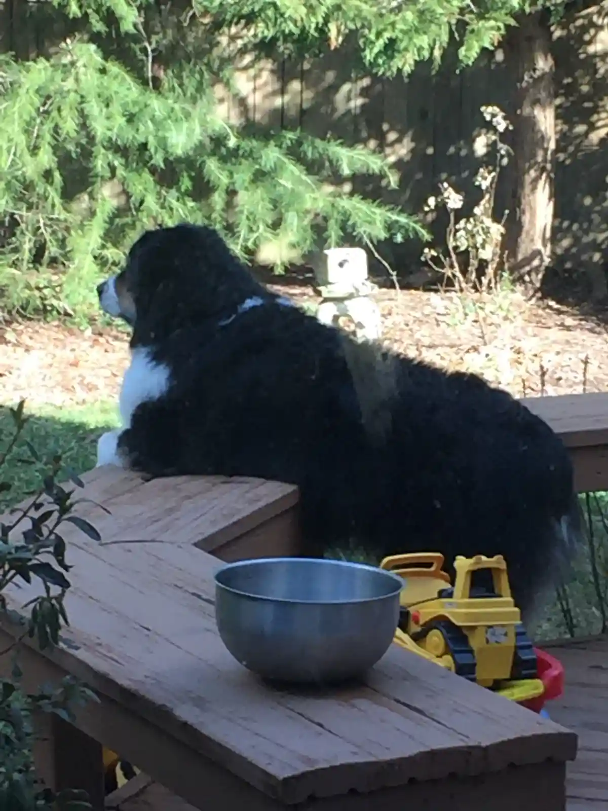 A black and white dog with a fluffy coat is lying on a wooden deck, looking away from the camera. In front of the dog, on…
