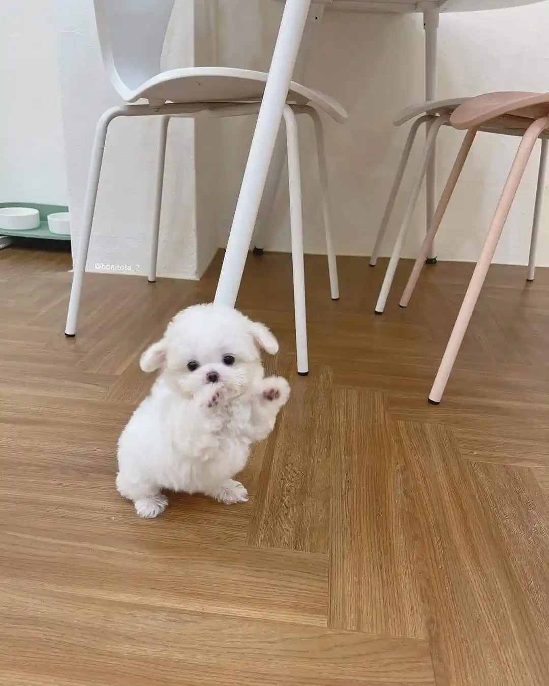 A small, fluffy white puppy sits on a wooden floor, raising one paw as if waving or begging, with modern chairs in the…