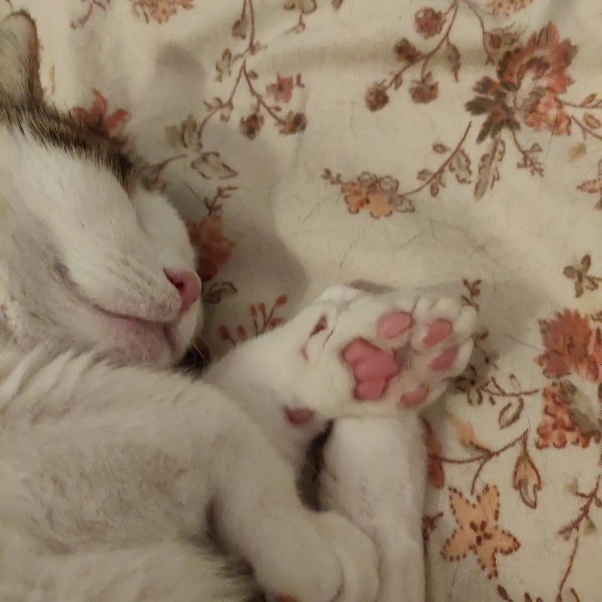A white cat with a dark-tipped tail is sleeping peacefully on a floral-patterned blanket, its paw stretched out and pink…