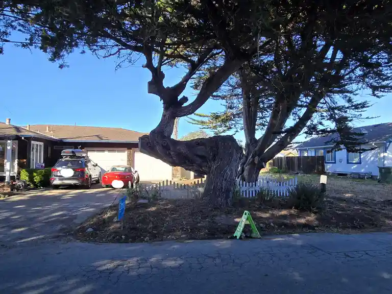 a large, gnarled tree with a thick, twisted trunk and sprawling branches stands in a residential yard, partially obscuring a…