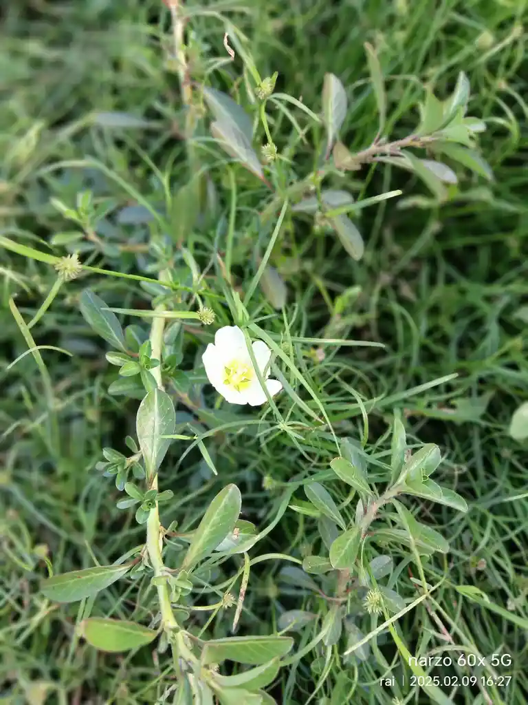 A close-up photo of a small white flower with a yellow center growing among green grass and leaves. The image has a phone…